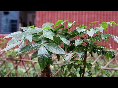 大門口擋煞植物|【大門口風水擋煞植物】植物催旺化煞10法 